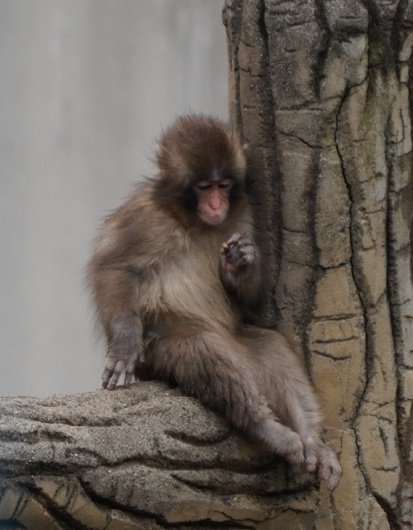 やす🐼🌿 tweet media