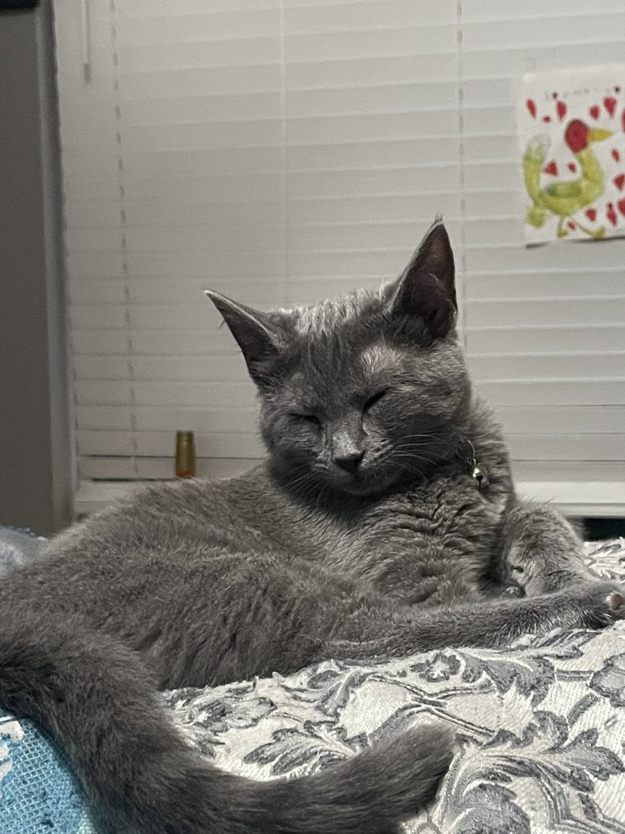 rocky_rickaby1's tweet photo. Poor baby went to the vet yesterday for her foot. She got doctors up and went home and took a nap. She so sweet. I love my choo choo ♥️ https://t.co/44EkKN4ycF