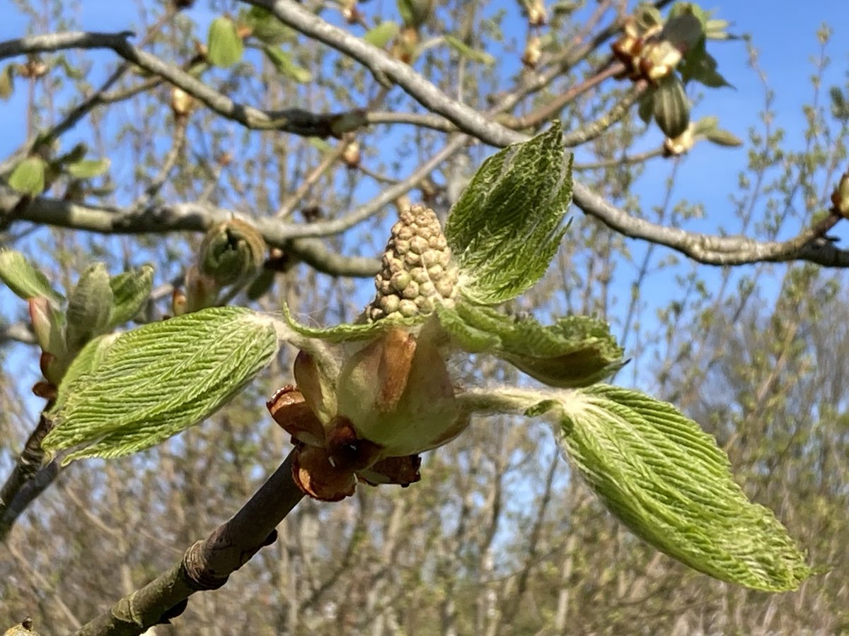 The English Oak Project tweet media