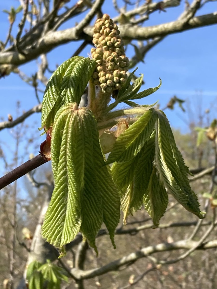 The English Oak Project tweet media