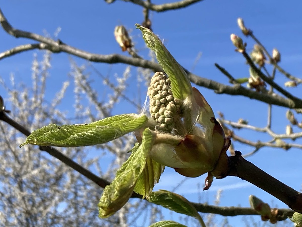 The English Oak Project tweet media