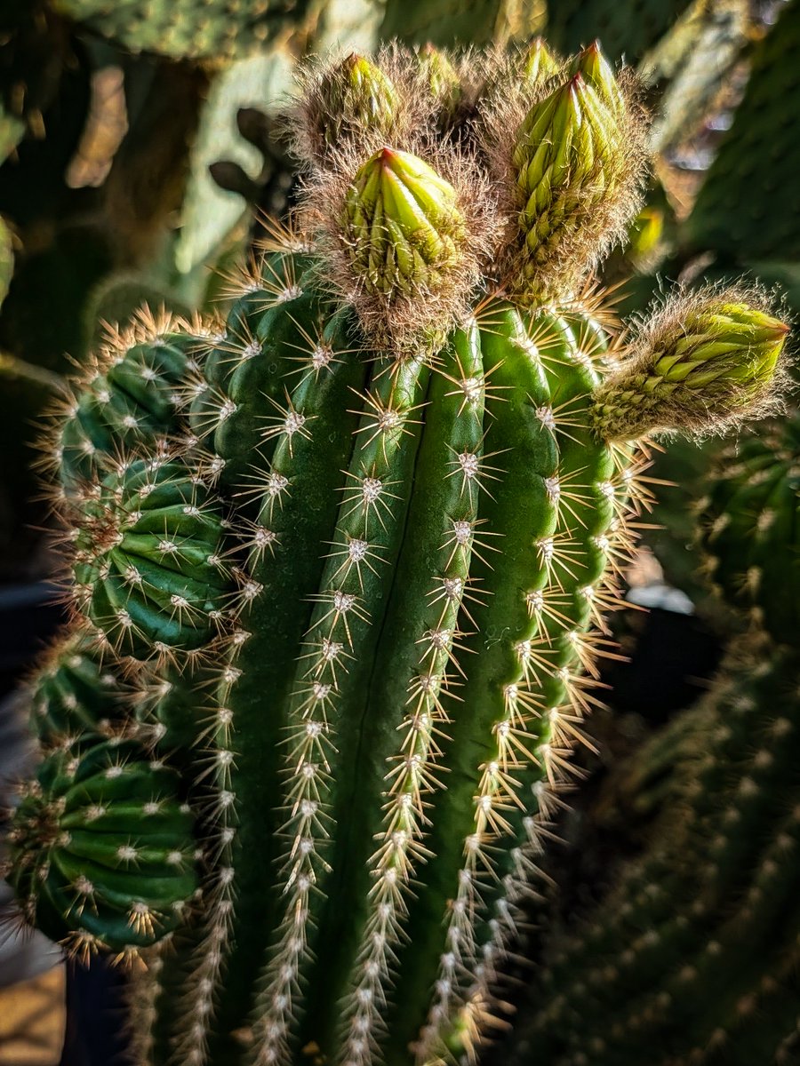 Cosmic Cowboy tweet media