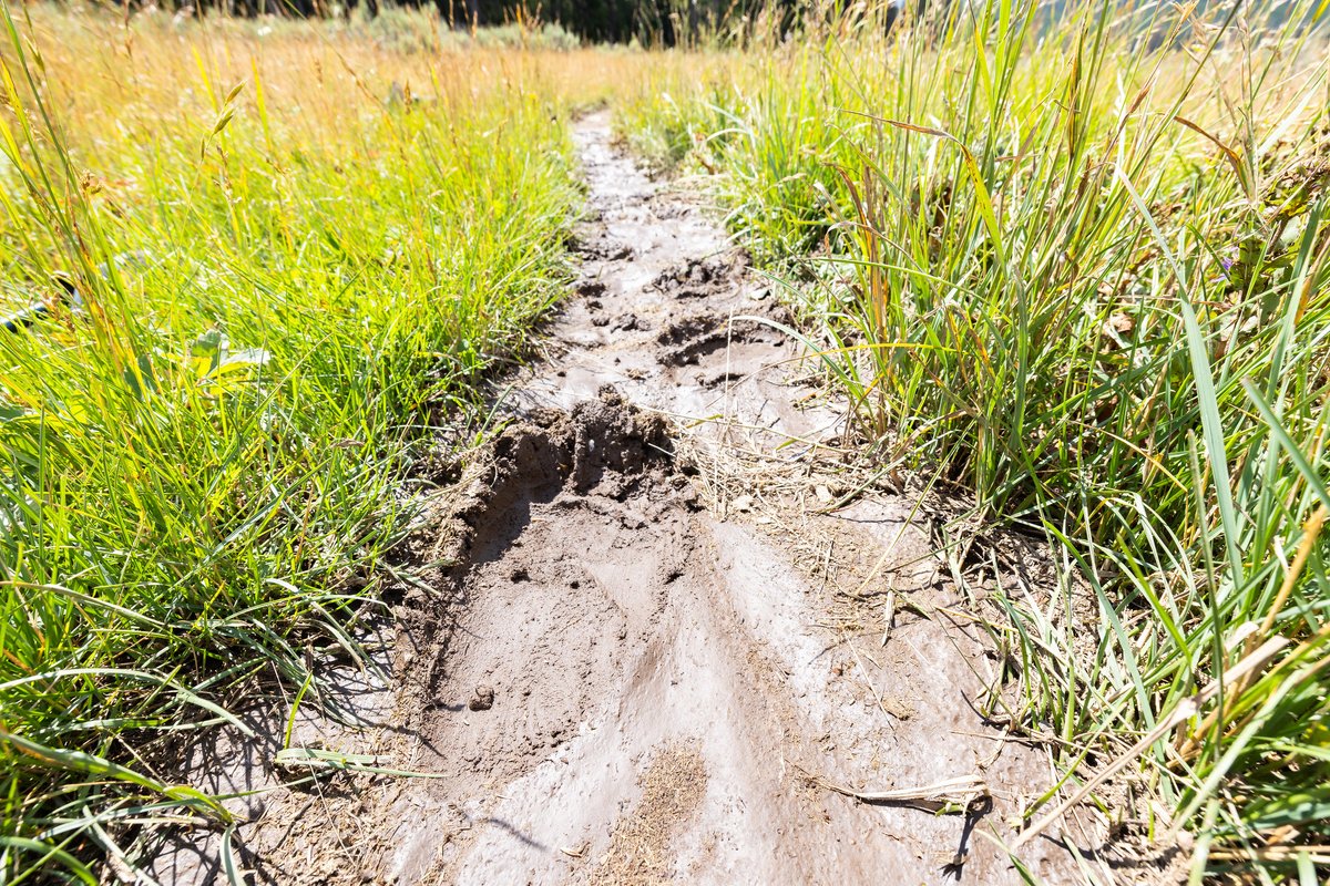 YellowstoneNPS's tweet photo. Yellowstone is a wild place, which means you can share a trail, boardwalk, or even parking lot with wildlife!

Always be aware of your surroundings, carry bear spray (and know how to use it!), and maintain a distance of at least 100 yards (91 m) away from bears, wolves, and cougars, and at least 25 yards (23 m) away from all other animals, including bison and elk.

Learn more about our safety tips at: https://t.co/IaHWB5JIFc

Photo: A grizzly bear track in mud on a park trail.