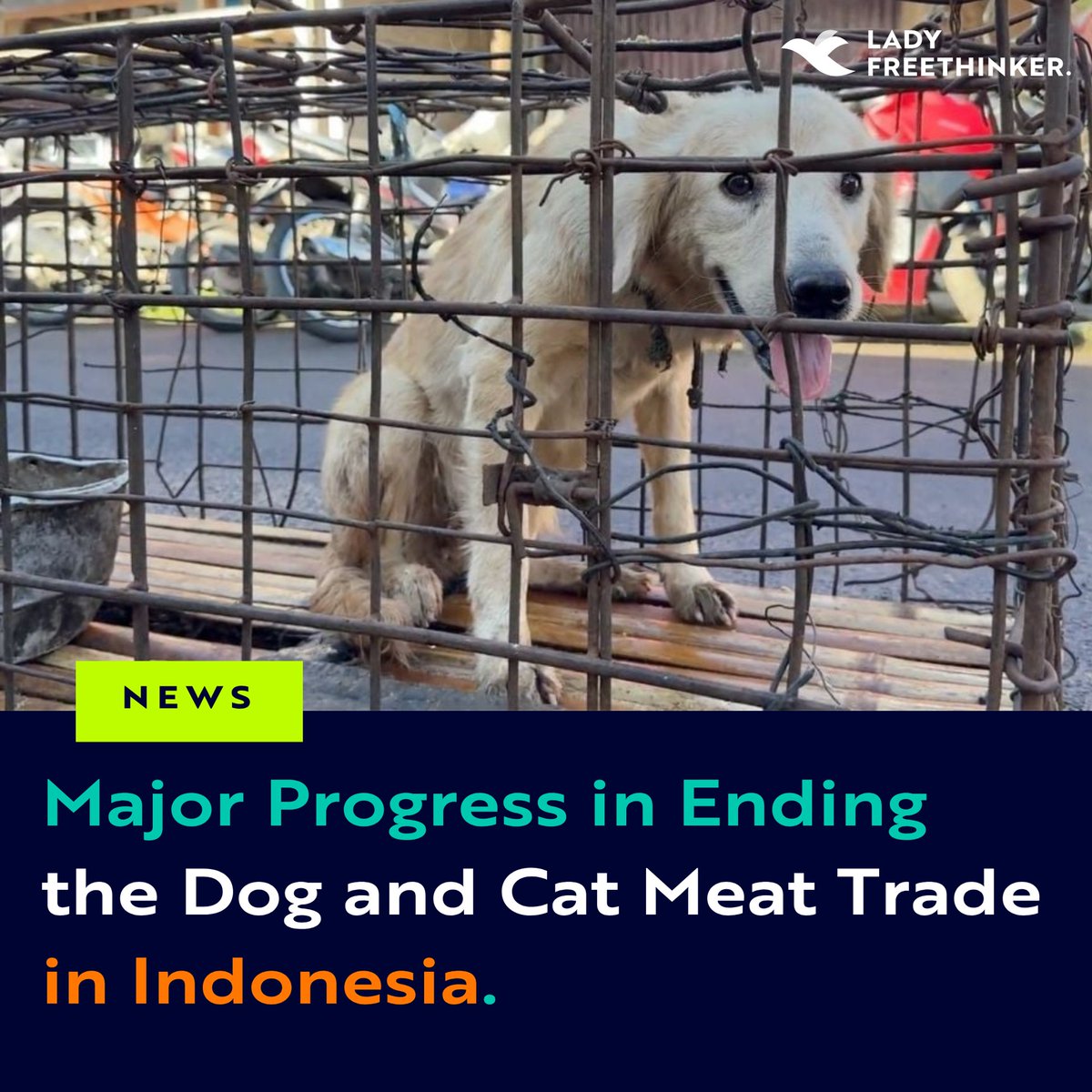 Lady Freethinker tweet media