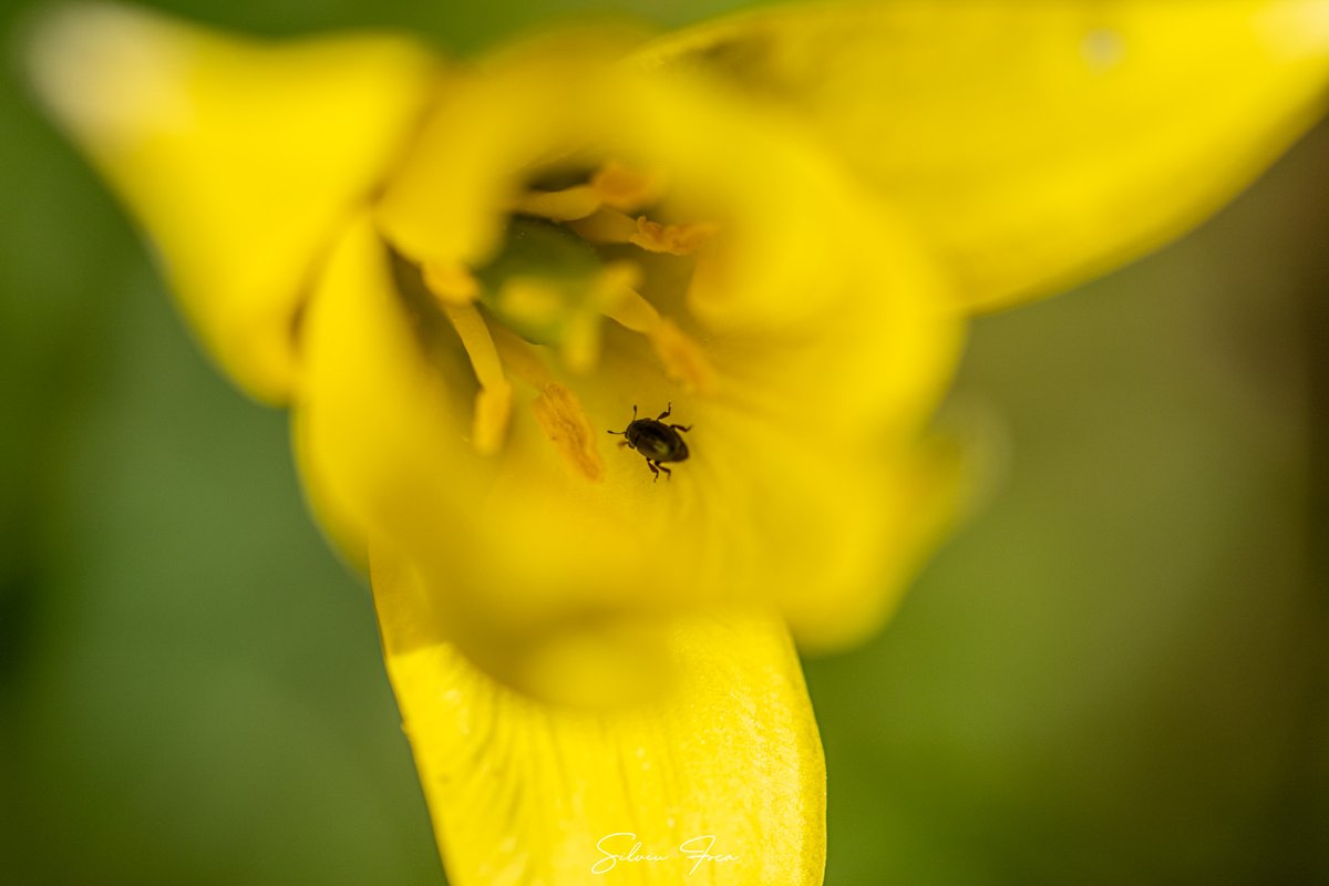 Silviu Foca tweet media