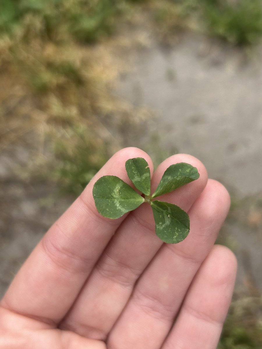 Marina 🍀✨🫶 tweet media