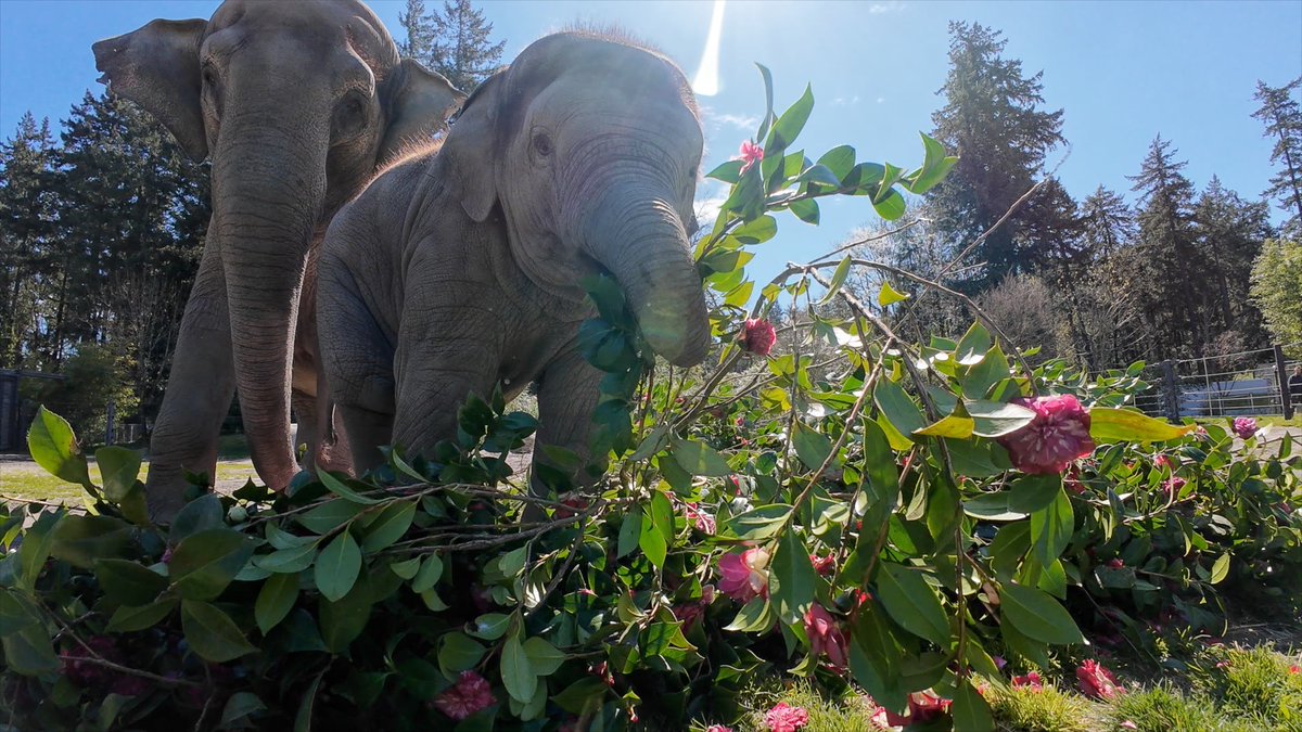 Oregon Zoo tweet media
