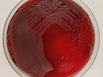 scientiasnet tweet media