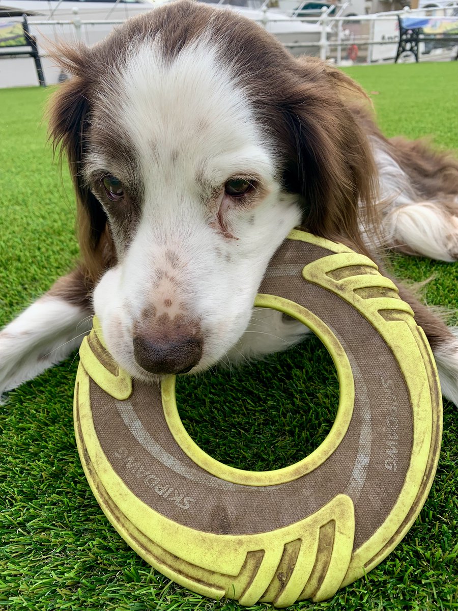 17 years old. Never had a better friend. His last frisbee. The bestest boy. Sleep well.