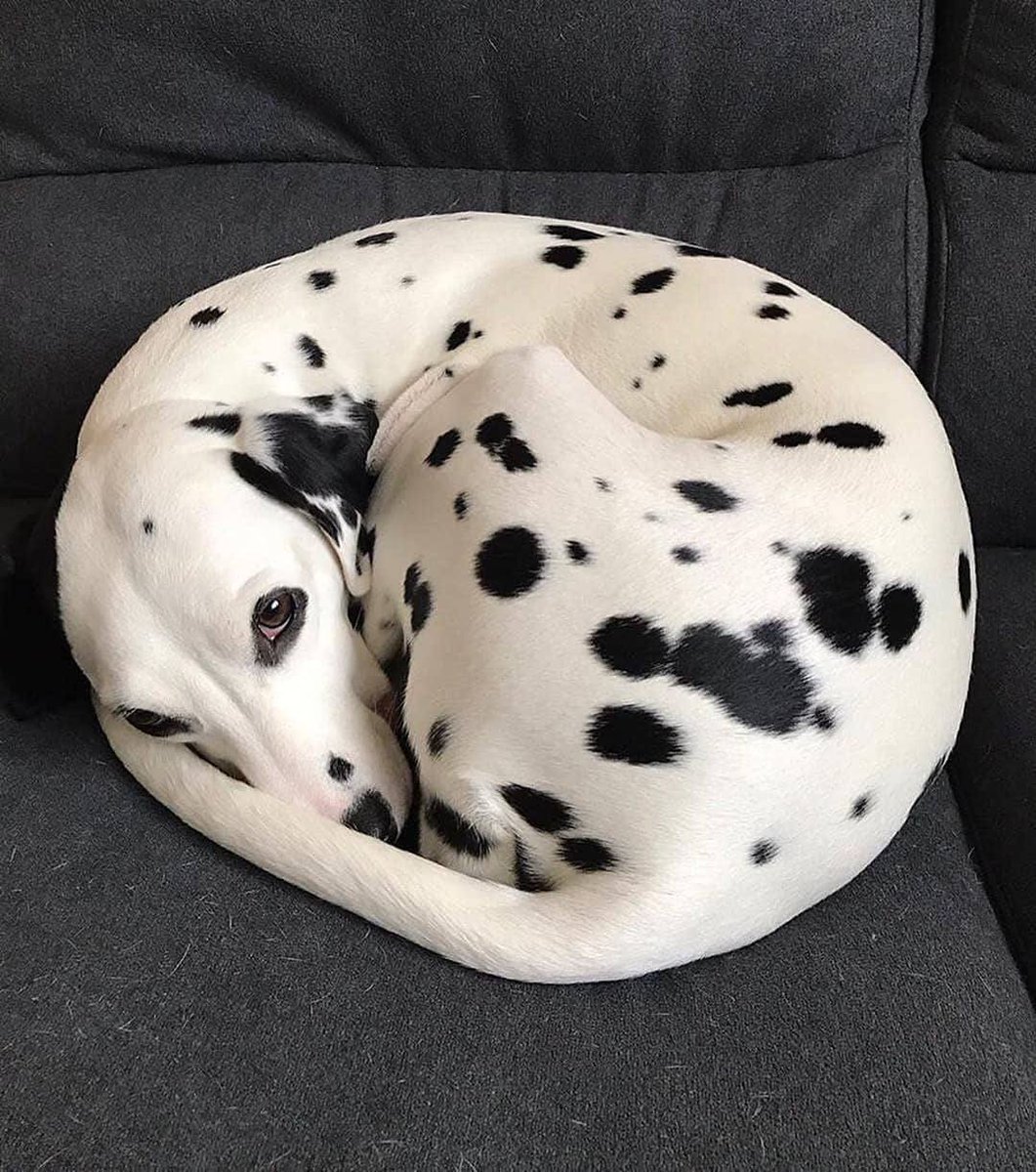 Bichinhos fofinhos pra quem ta cansado tweet media