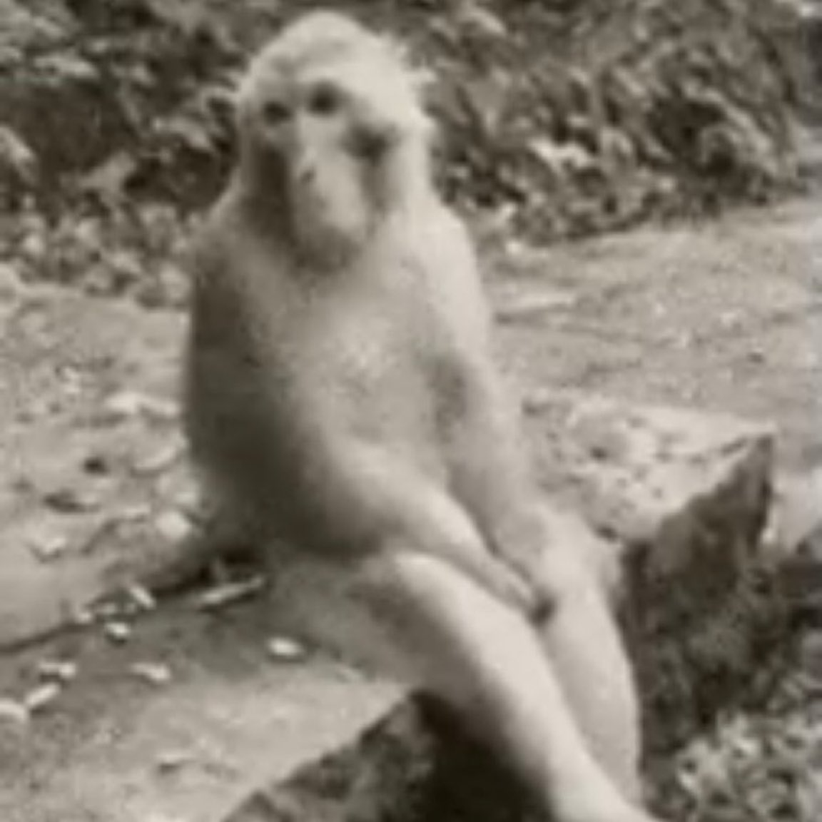 LECSCORE tweet media