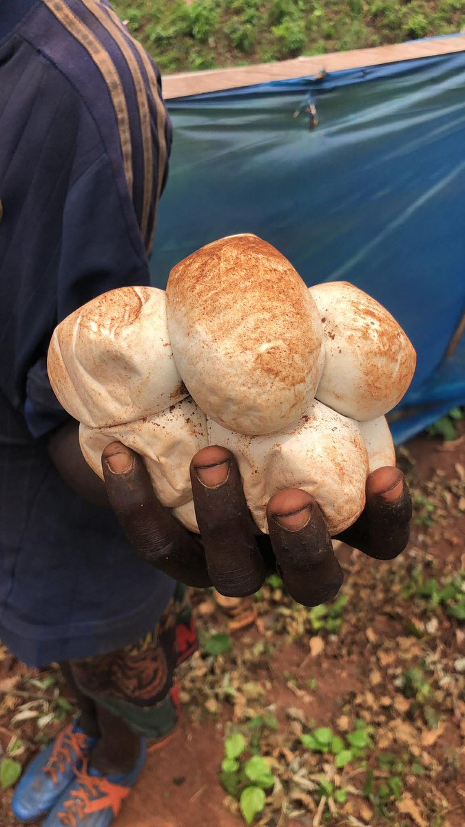 Arojinle tweet media