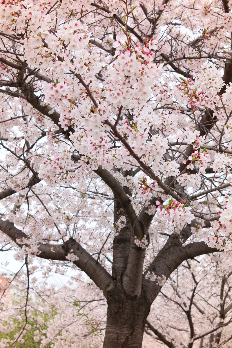 クロノ tweet media