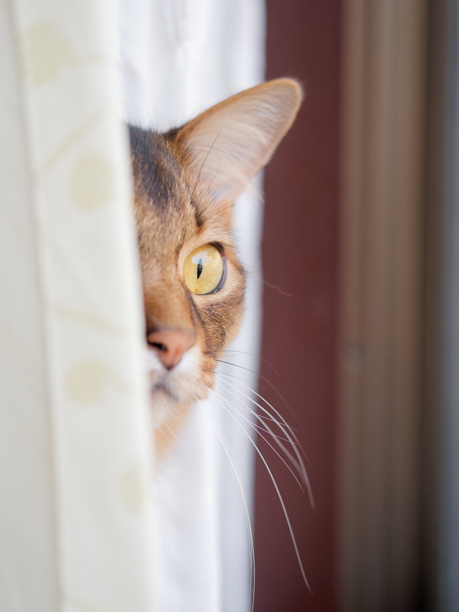 _Nyan_Time_'s tweet photo. 熱心なニャルソック風景をチラ見|ω･)

#猫 #cat #ソマリ #猫のいる暮らし #猫のいる幸せ https://t.co/mdEDKIuSJ8