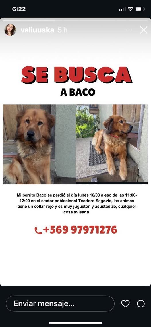 mdm_mummy's tweet photo. #valdiviacl, ayudemos a encontrar a Baco https://t.co/Pd5pvgKy70