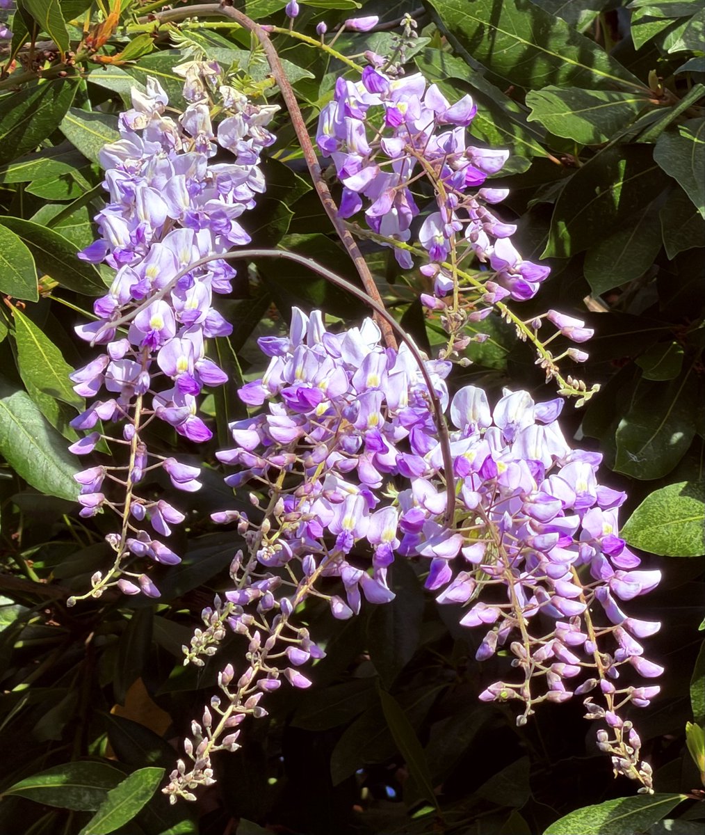 Bonne soirée à tous 🫶🏻💫
#PassionGlycine 💜 #Antibes 💚