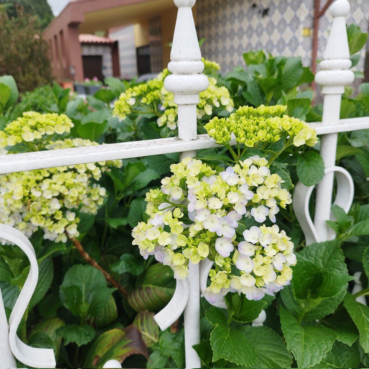 Estas são das minhas flores preferidas. 
Na minha terra chamamos Granjas, mas há quem lhes chame Hortências. 
Sabiam que são originalmente brancas? E que a cor com que florescem vai depender do tipo de solo?