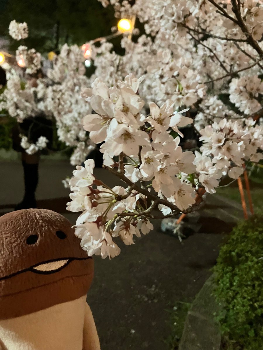 Chihokomoriya's tweet photo. んふんふ(風のためブレるしピントが合わない。枝垂れ桜はまだ全然で蕾も多め。あと下の方は満開でも上の方の開花がまばらだったり) #なめこ #nameko https://t.co/gkWVfFEhcp