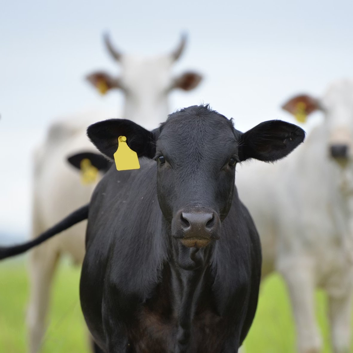 Lewis Bollard tweet media