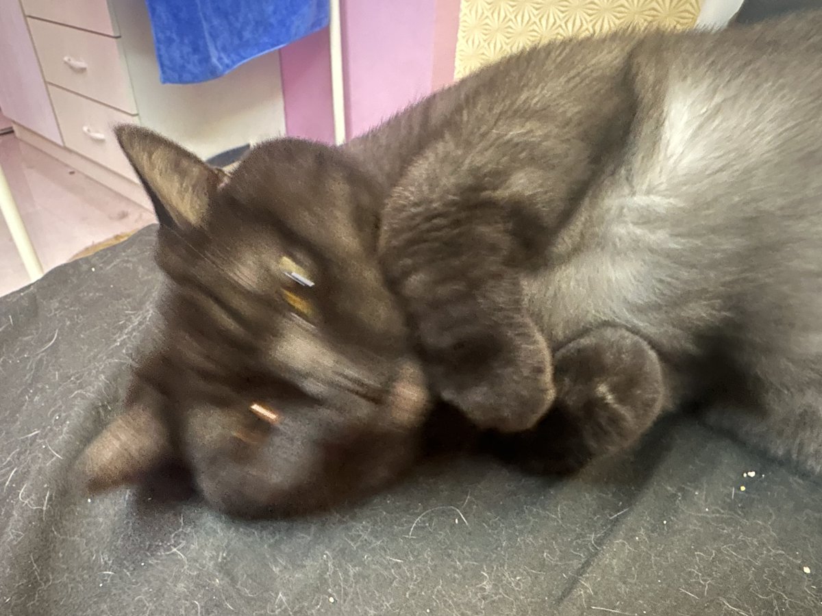 一條阿箐ꕀ ꕀ ᐝ🐋 tweet media