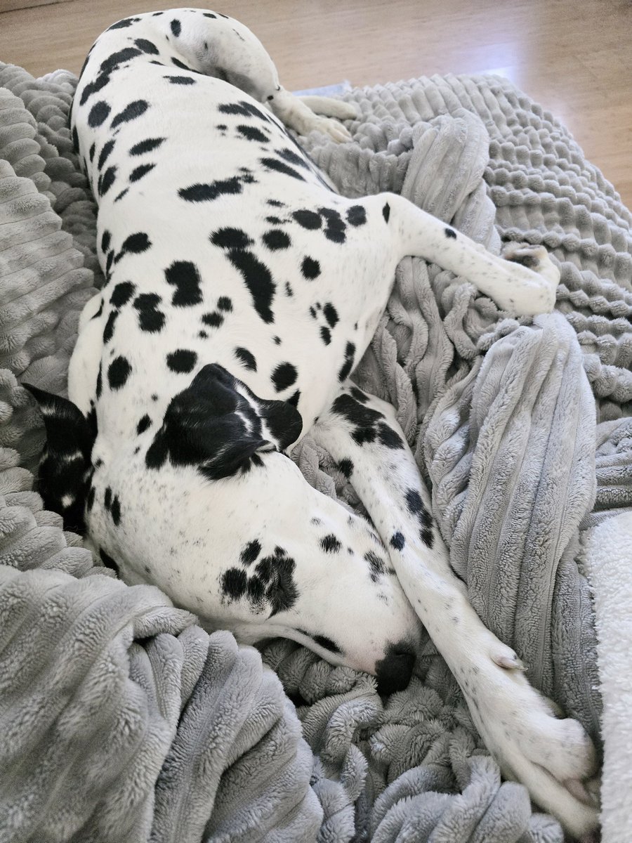 Herr Schröder tweet media