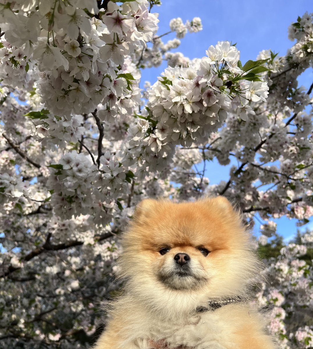 秋田 小町 tweet media