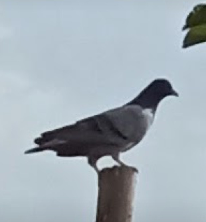 Cómo está el mundo por aquí? porque por el otro lado está complicada la circunstancia.
How is the world here, because on the other hand, the situation is complicated.🤦🫣🙏🫶🕊️