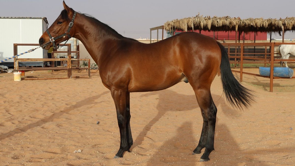 عمر محمد العذيبي tweet media