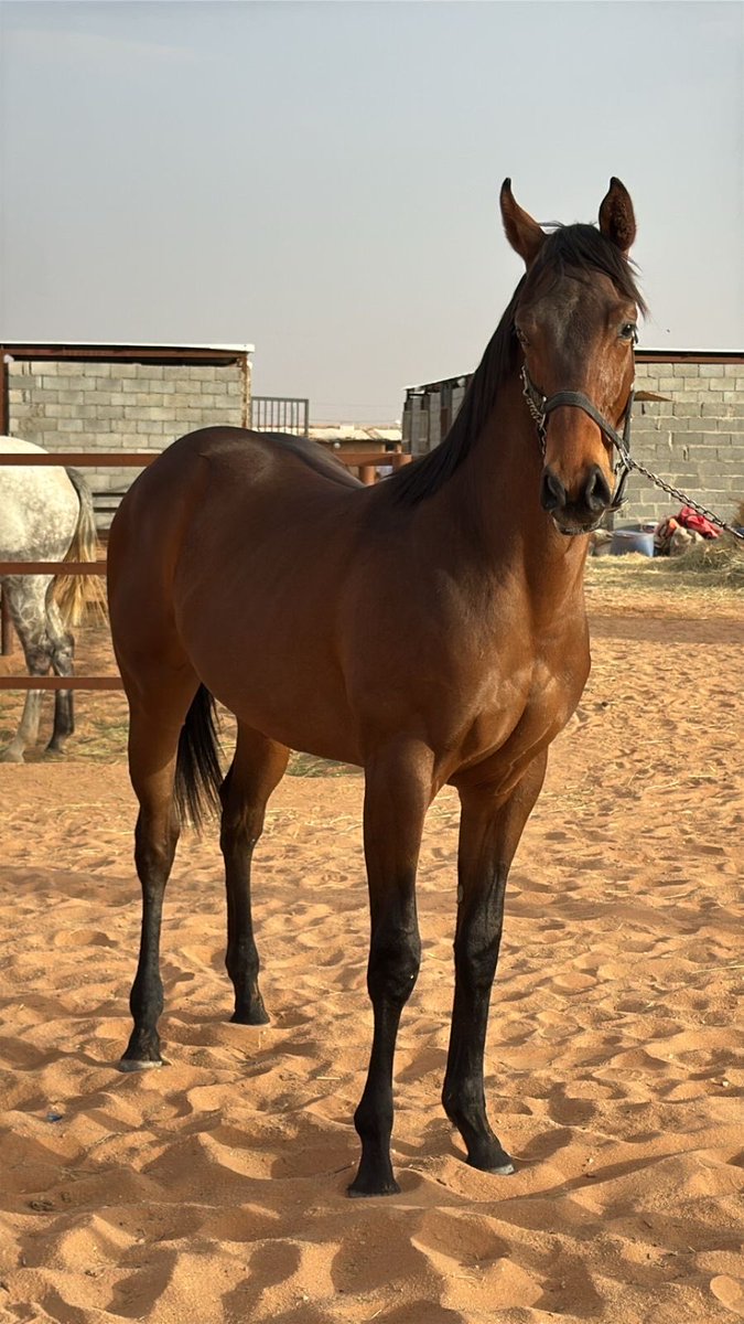 عمر محمد العذيبي tweet media