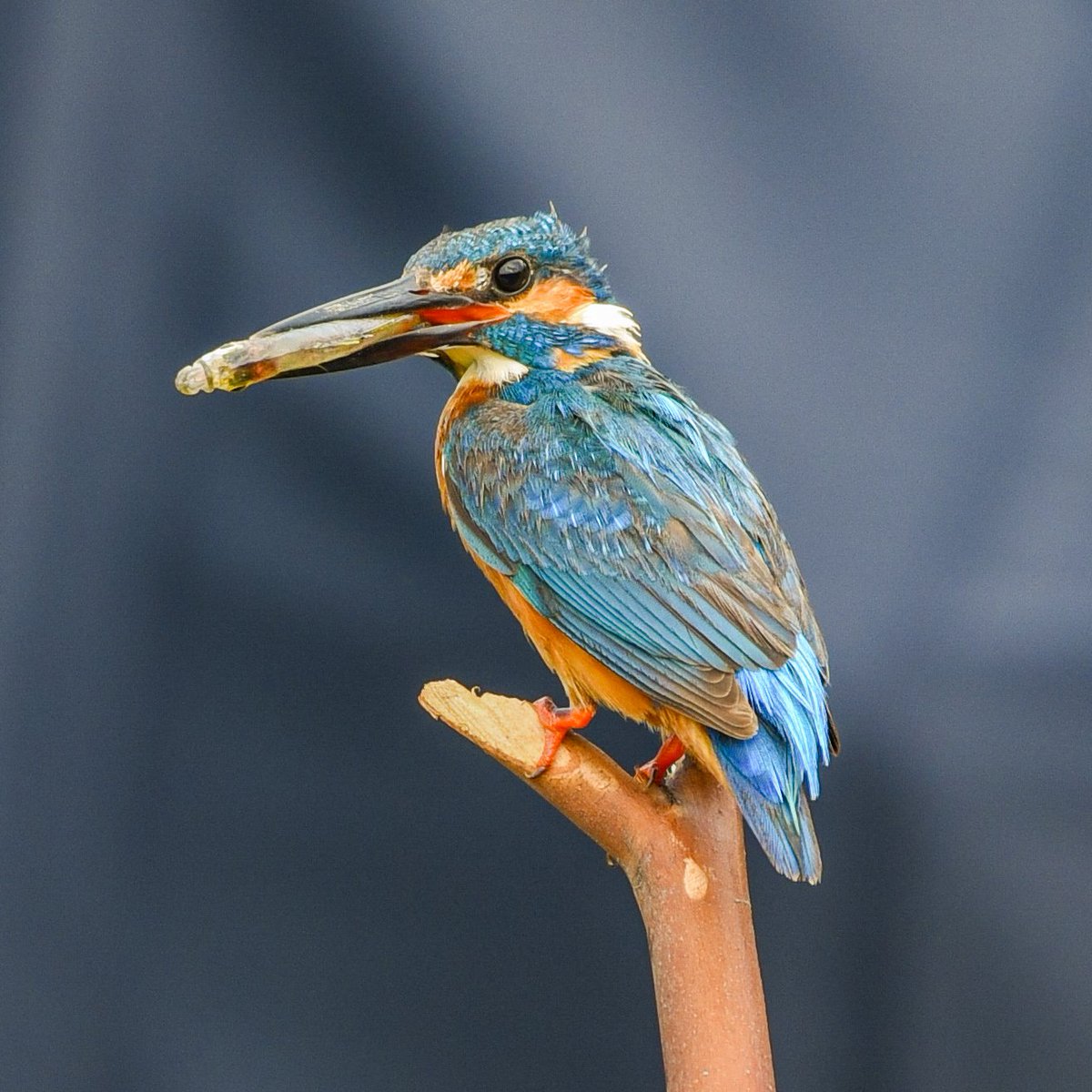 Vinaykumarshe14's tweet photo. King of the fishking
 🇮🇳
#hebribirding #Birdsofkarnataka
#Karnataka #NikonIndia
#BirdWatching
#wildlifephotography
#NaturePhotography
#Birds #Hide #BirdTwitter #ThePhotoHour 
#BirdLovers 
@IndiAves https://t.co/1YZ2Kmc8vE