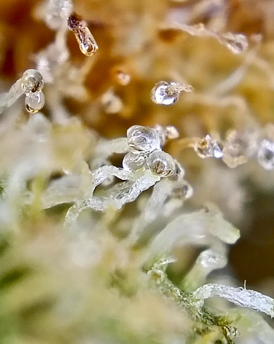 XavierNerjaLM's tweet image. Good evening cannahomies!!!
Buenas tardes cannamigos!!!
Some Cheese auto trichomes 🔥🔥🤤 
Nothing for sale ⛔ it's just self supply 😎 
❤️💚🇪🇸 #GrowYourOwn #FuckOpioids