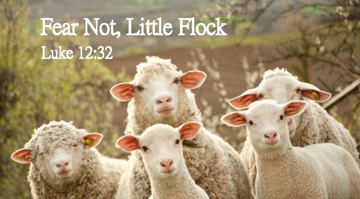 One_Of_His's tweet image. Luke 12:32 KJV
“Fear not, little flock; for it is your Father's good pleasure to give you the kingdom.”
#ThingsJesusSaid
#JesusisLord 
#Christians