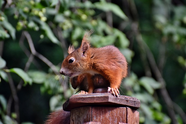 Sheryl Hansen tweet media