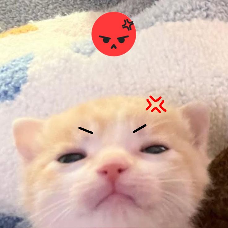 진령 tweet media
