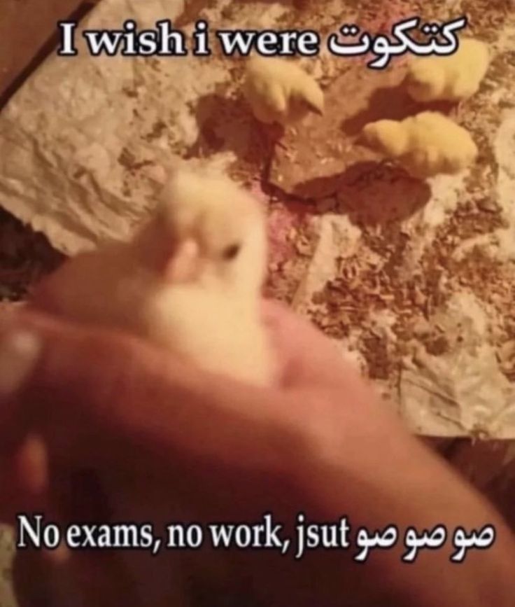 Nehal✨ tweet media