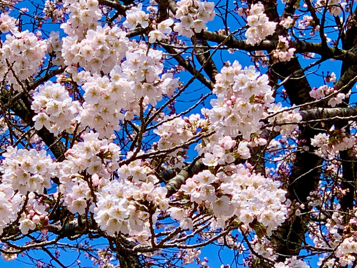 マリコ🐱cotton cloud bridge tweet media