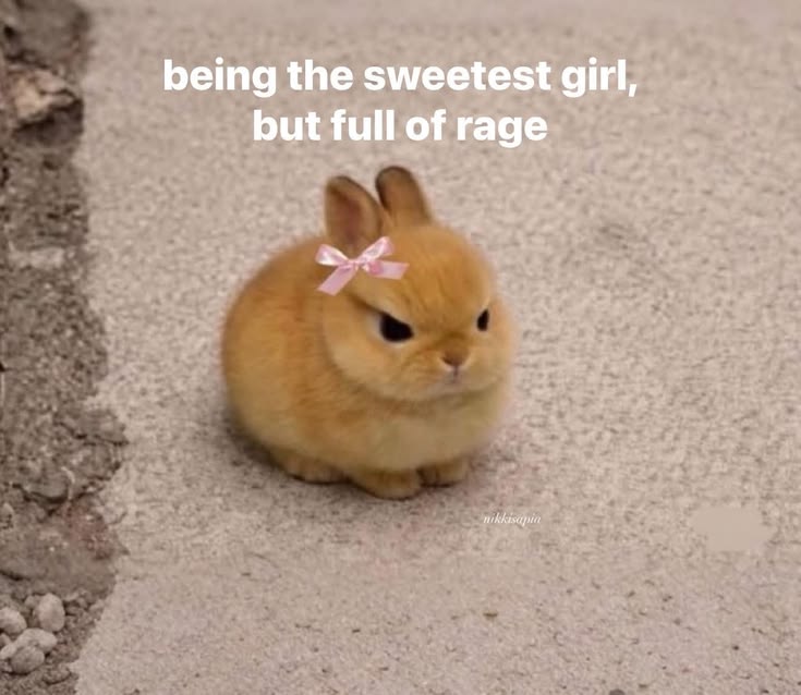 WHY YOU SHOULD HAVE A BUNNIES tweet media