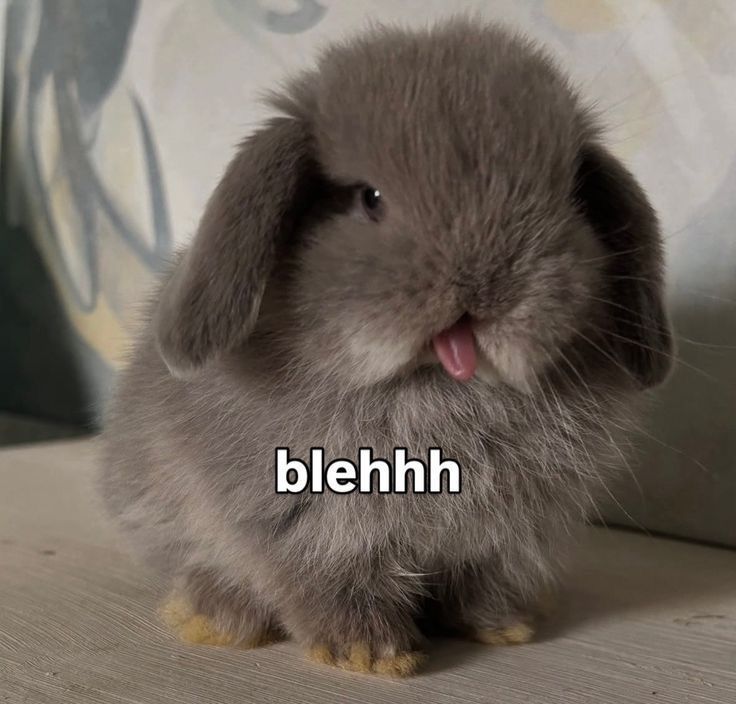 WHY YOU SHOULD HAVE A BUNNIES tweet media