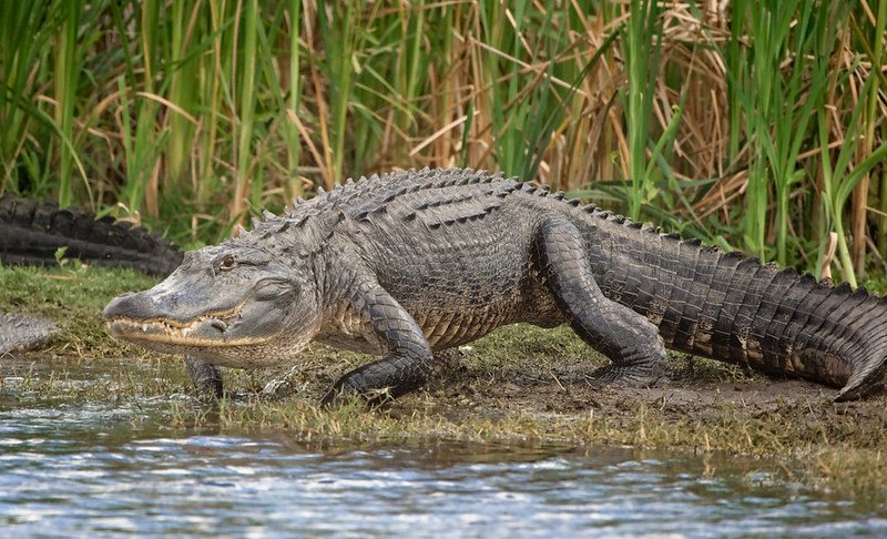 South Florida Water Management District tweet media