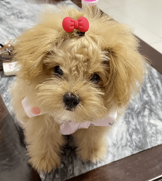 ALAND03925189's tweet photo. "A wet nose u0026 a wagging tail—your daily dose of pure joy.  #PetLove #UnconditionalJoy" https://t.co/twuDAm4MaZ