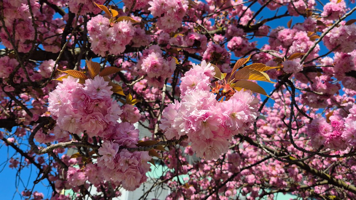 ~🌸 Träumerin 🌸~ tweet media