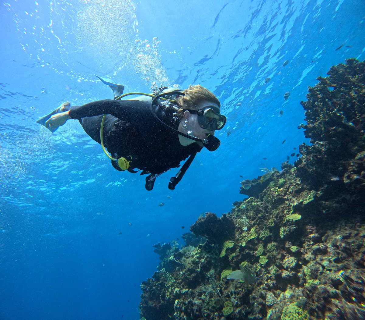 A' HA' Scuba Diving tweet media