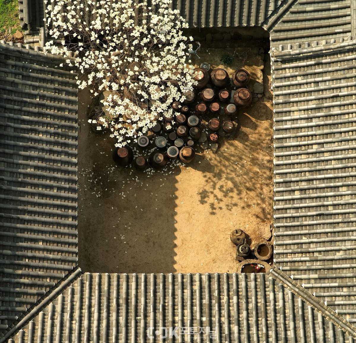 한복덕질계 tweet media