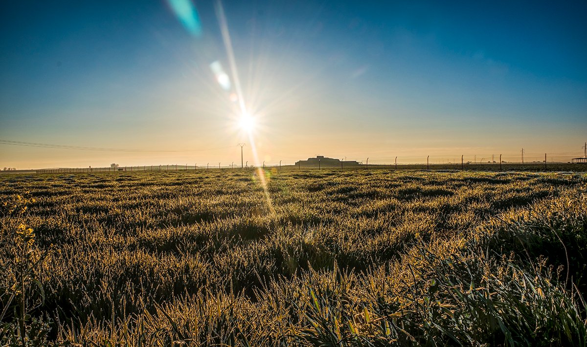 César Dorado tweet media