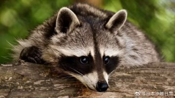 早露泡泡兔（四代目）寻回推油中 tweet media