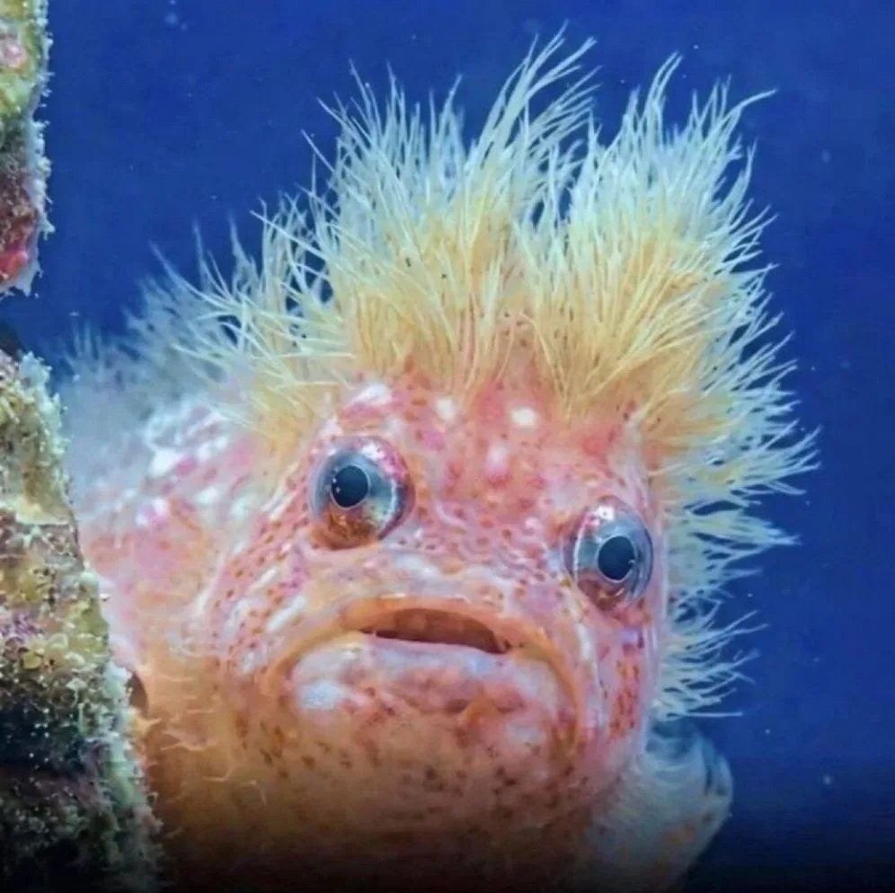 Olga Bazova tweet media