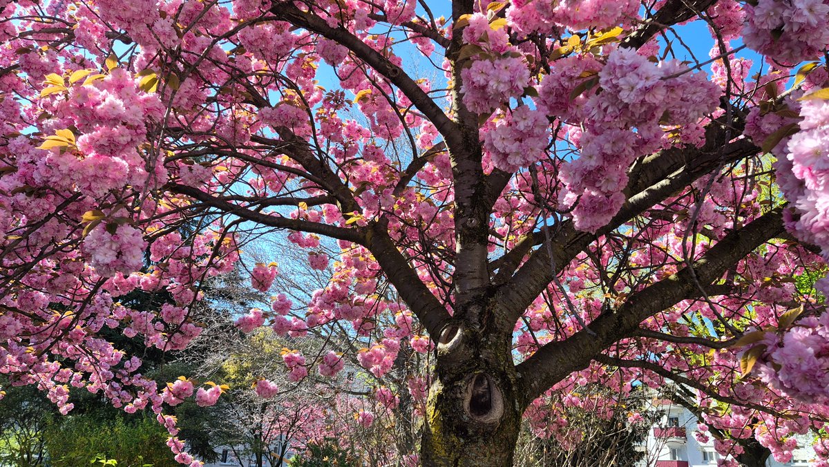 ~🌸 Träumerin 🌸~ tweet media