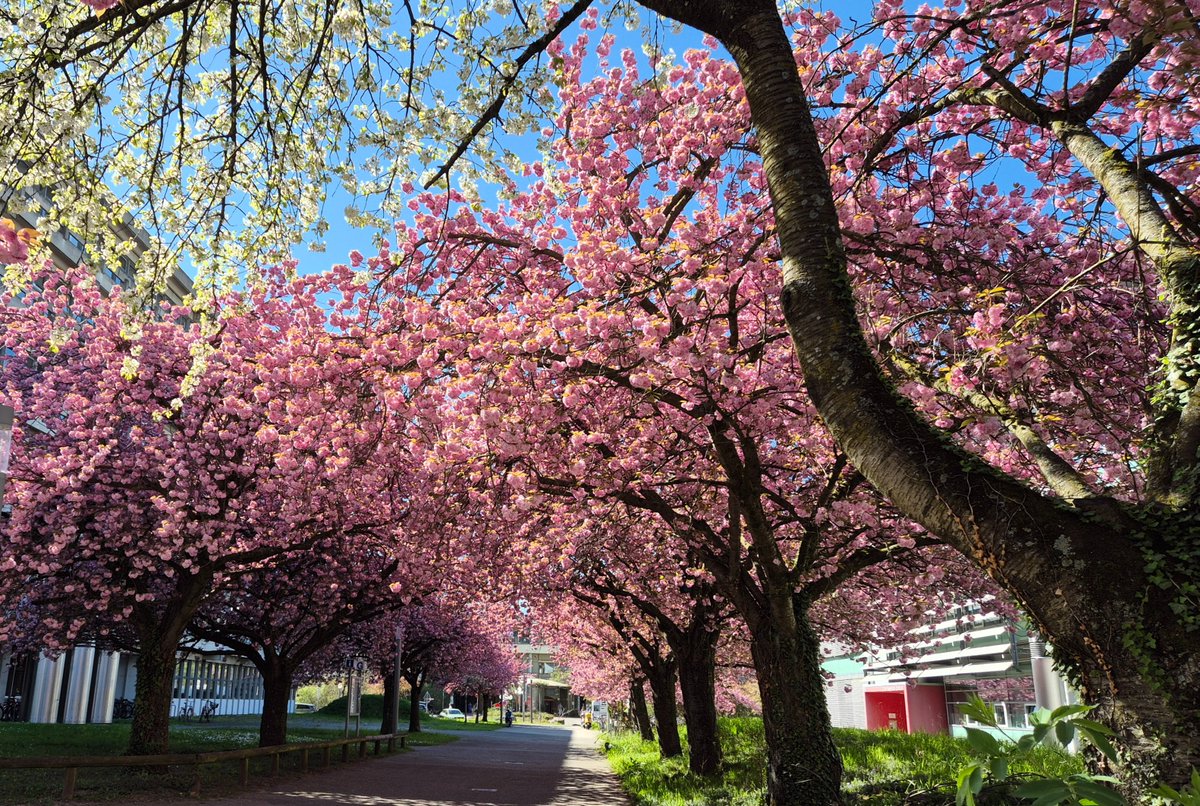 ~🌸 Träumerin 🌸~ tweet media