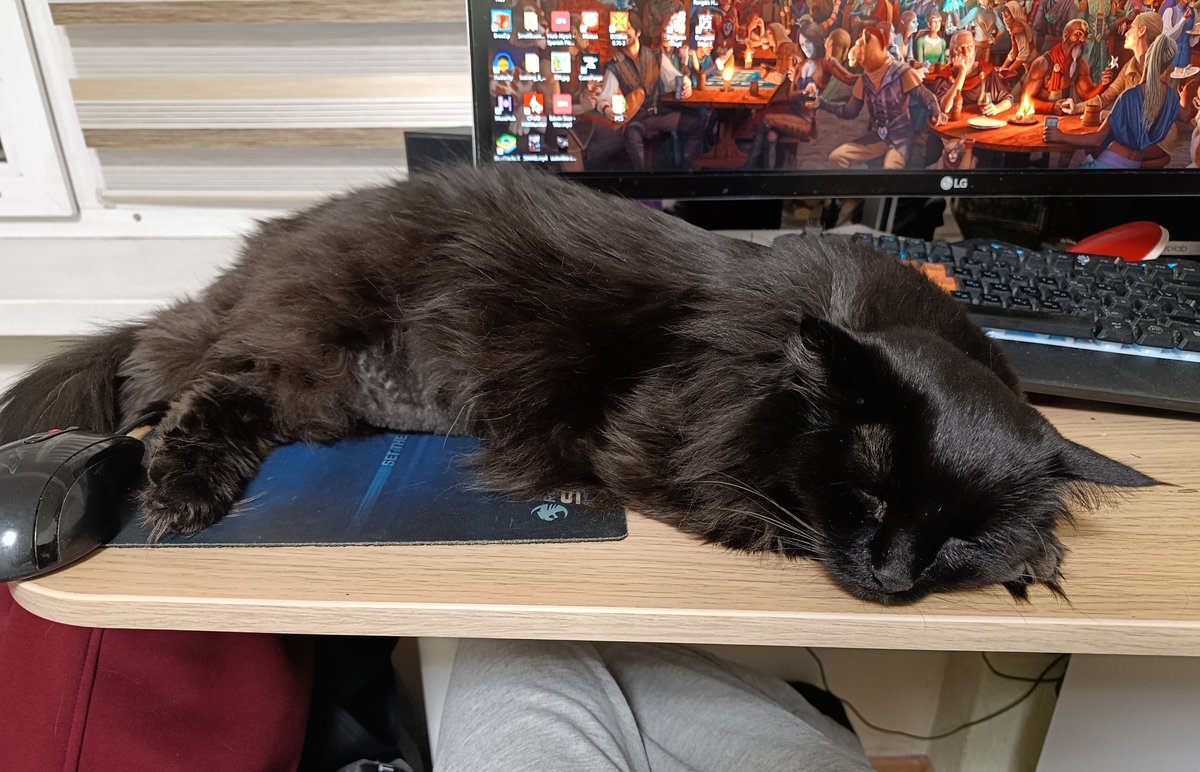 Мурло котамское tweet media