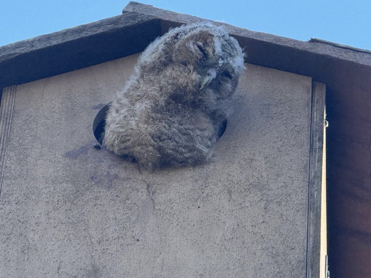 Jan Born tweet media